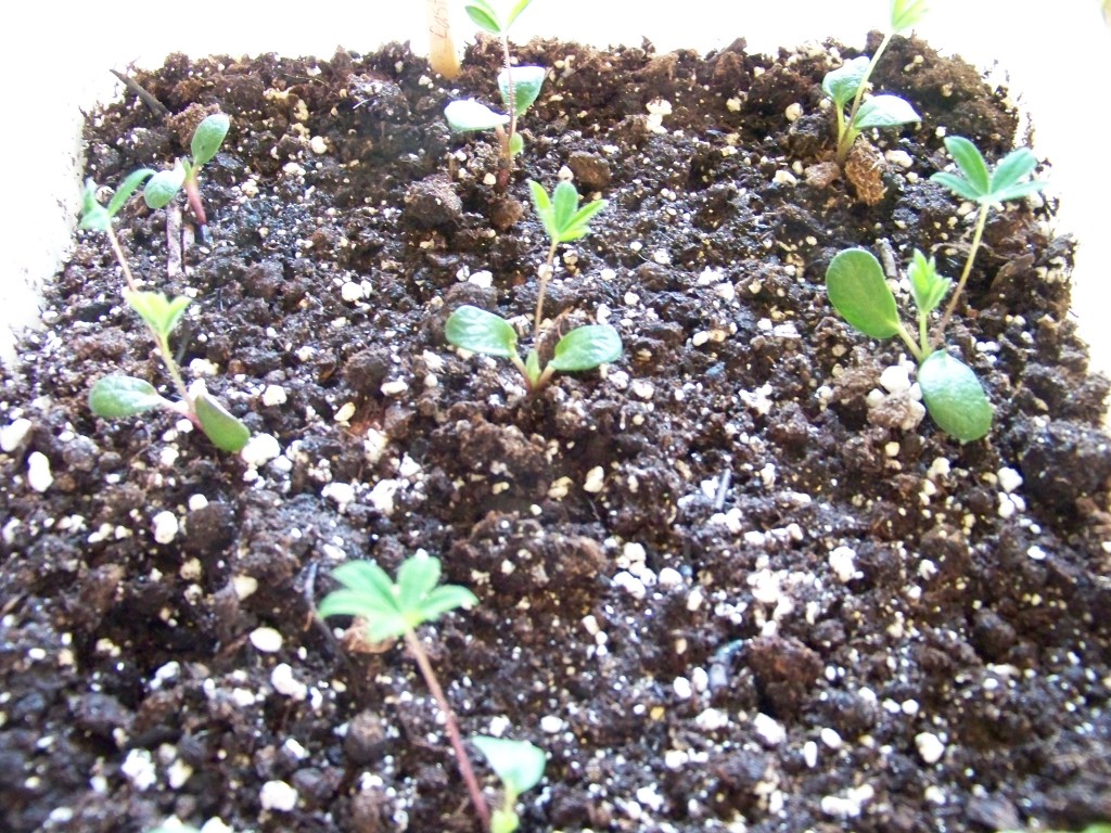 Lupine Seedlings