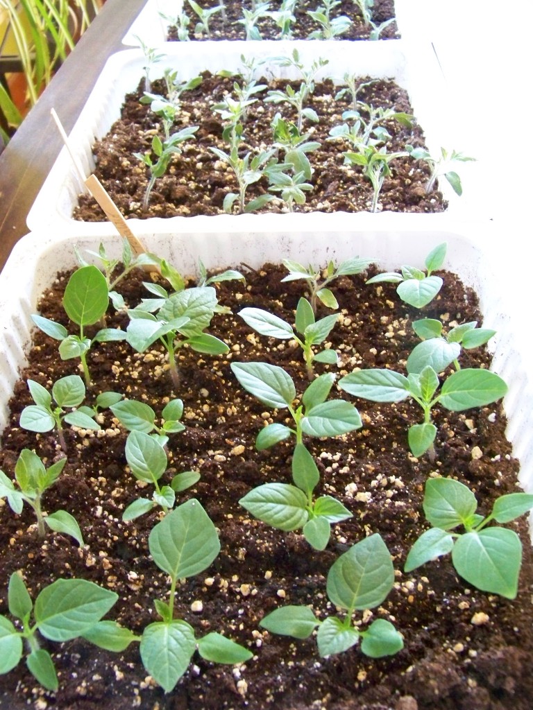 Seedling transplants