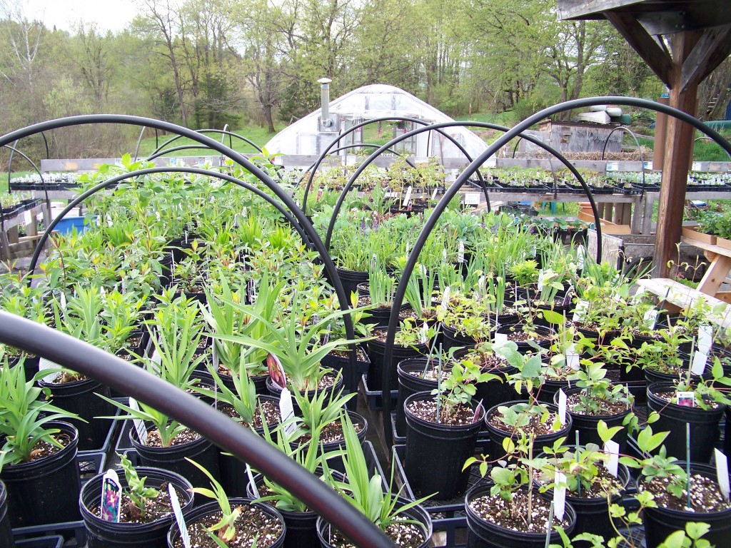Sullivan Greenhouse, perennials yet to bloom