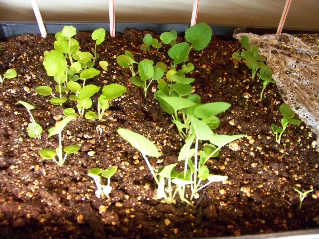 Transplant seedlings to bigger containers.