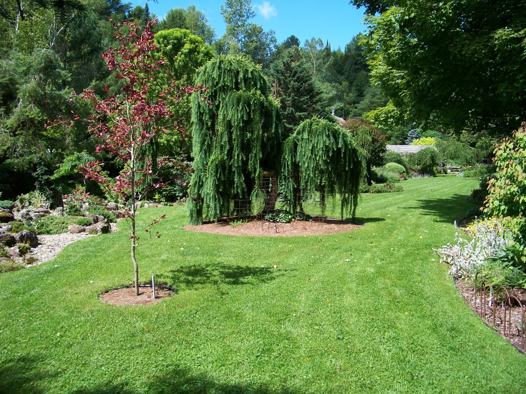 Cady Falls Nursey- Evergreen Tree Sculpture