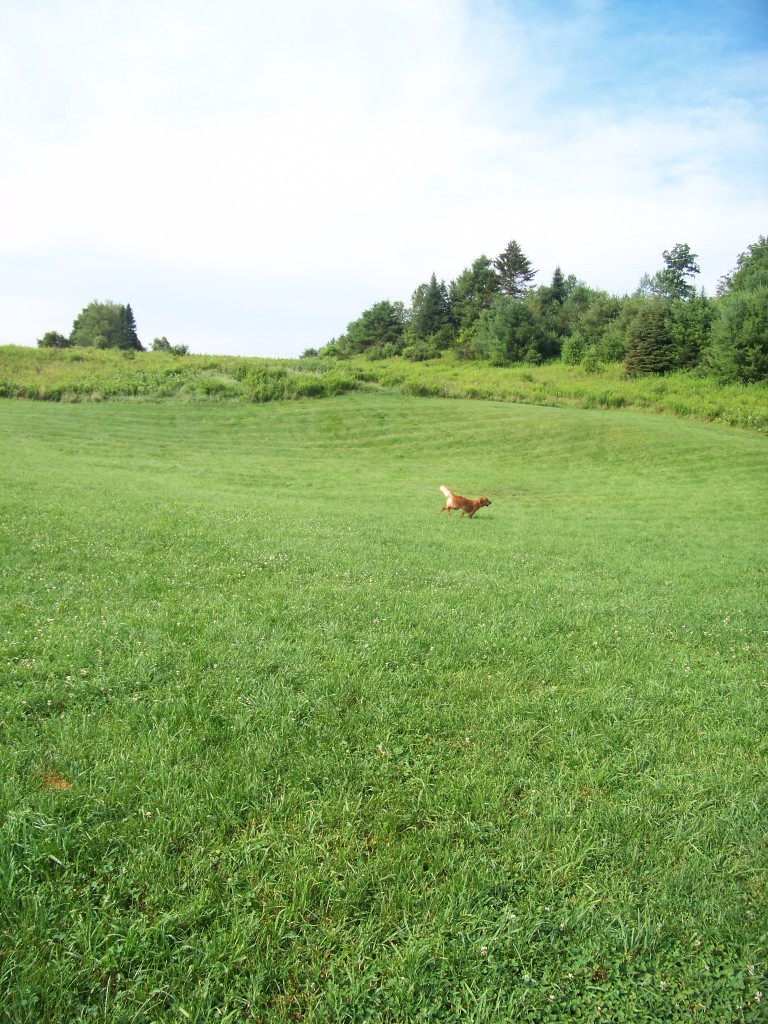Dog Mountain field