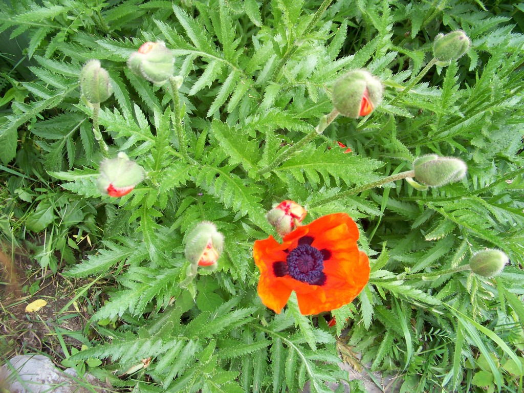 Poppies first bloom