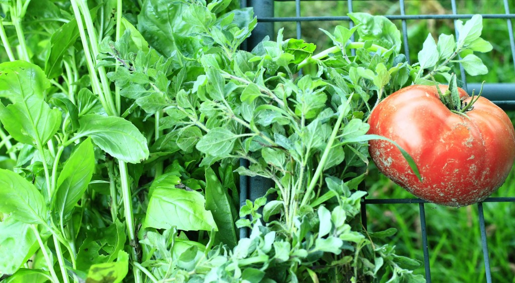 Tomatoes and Herbs