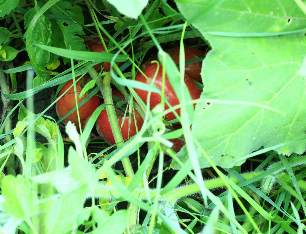 Tomatoes hide in leaves