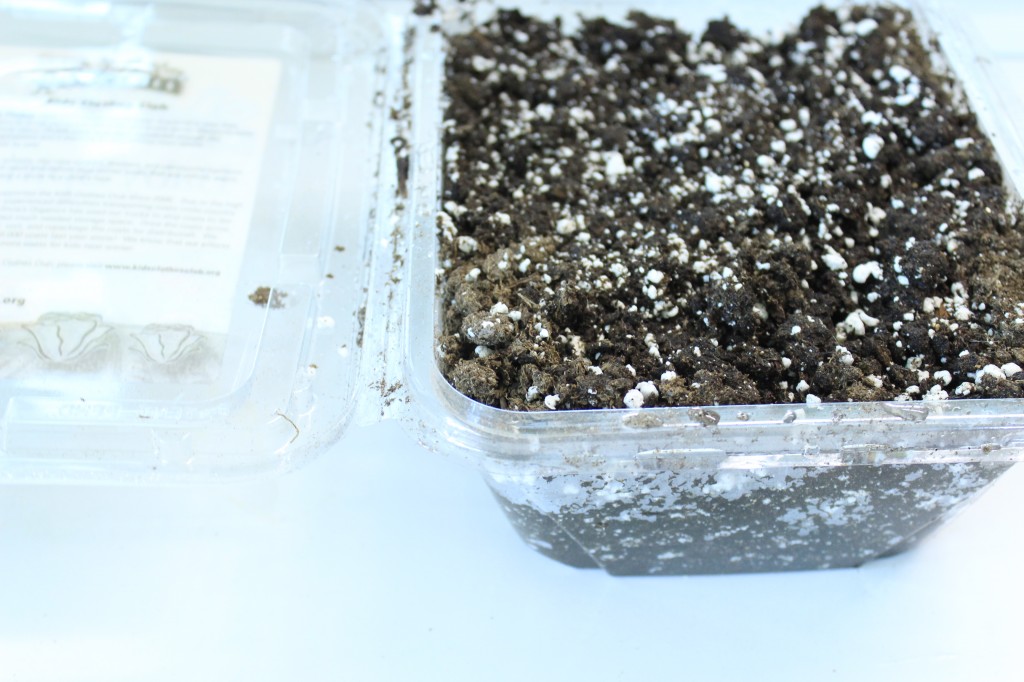 Olivia's Organics Container filled with soil showing depth.