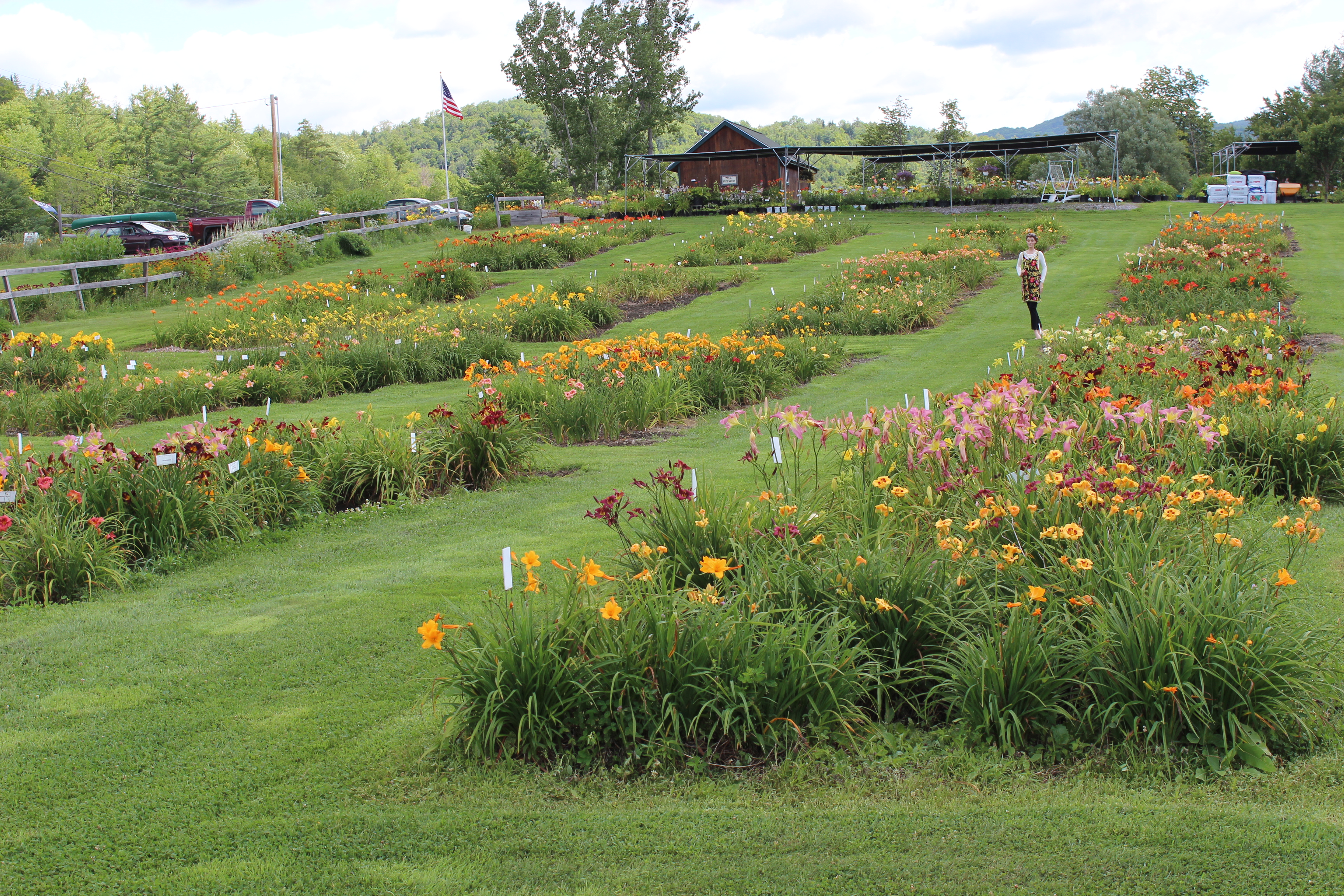 The Vermont Flower Farm Daylilies