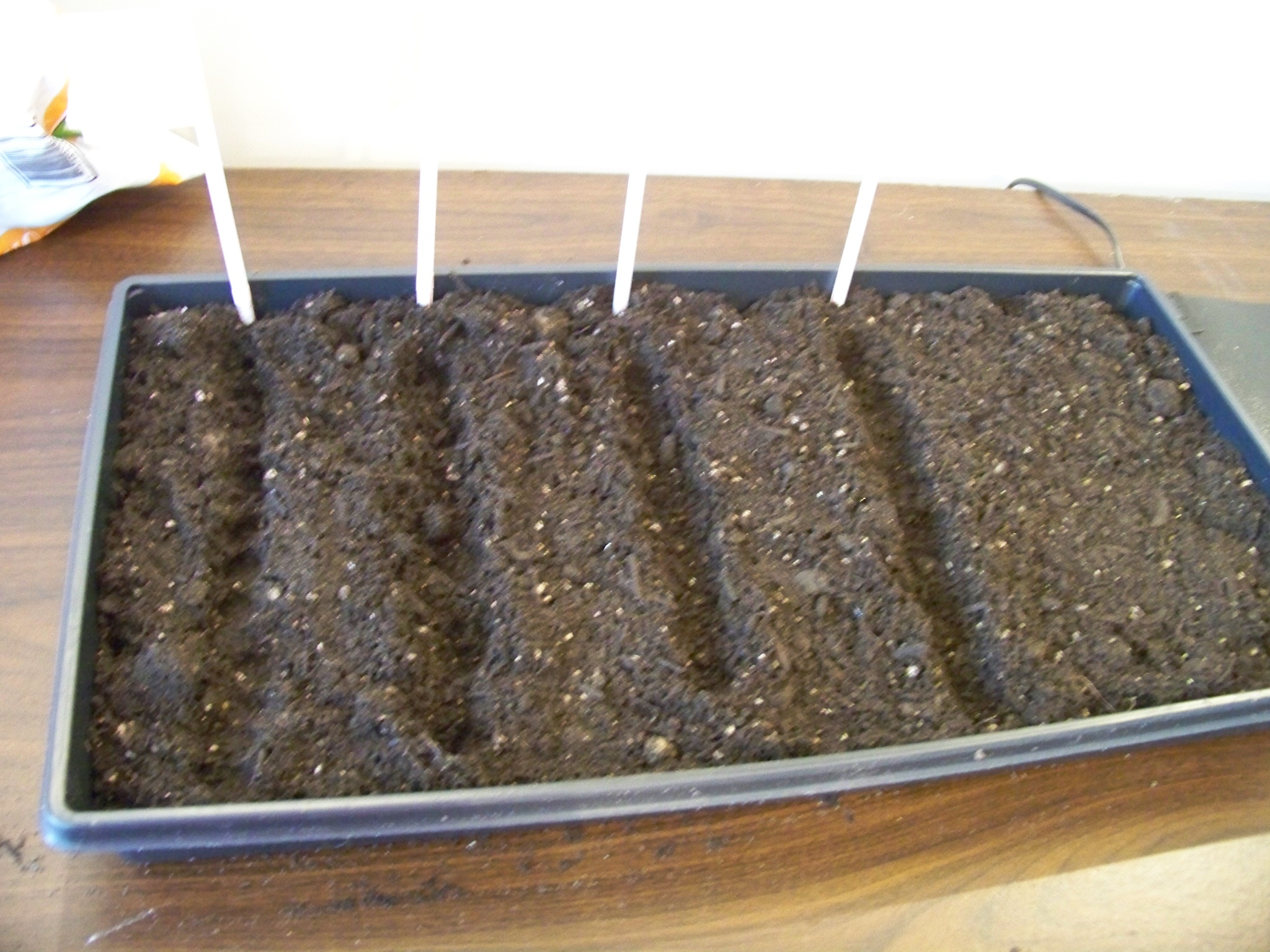 Planting Seeds in a seed tray The Apron Gazette