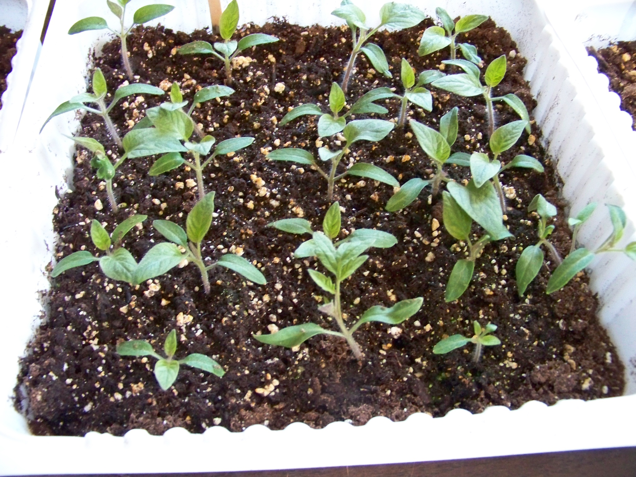 Gardening Series # 6 Care of Growing Seedlings