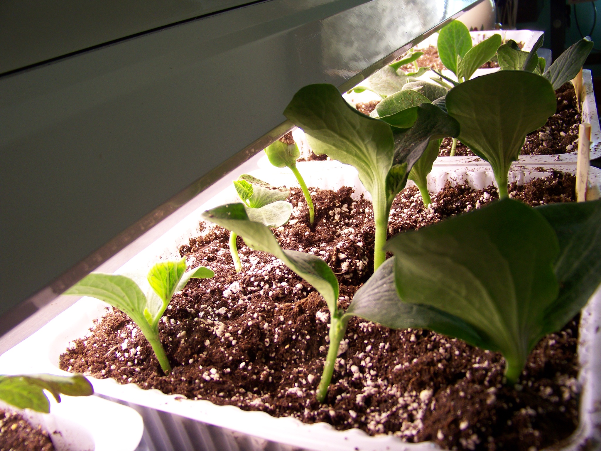 Squash Seedlings The Apron Gazette